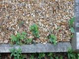 image of grave number 951587